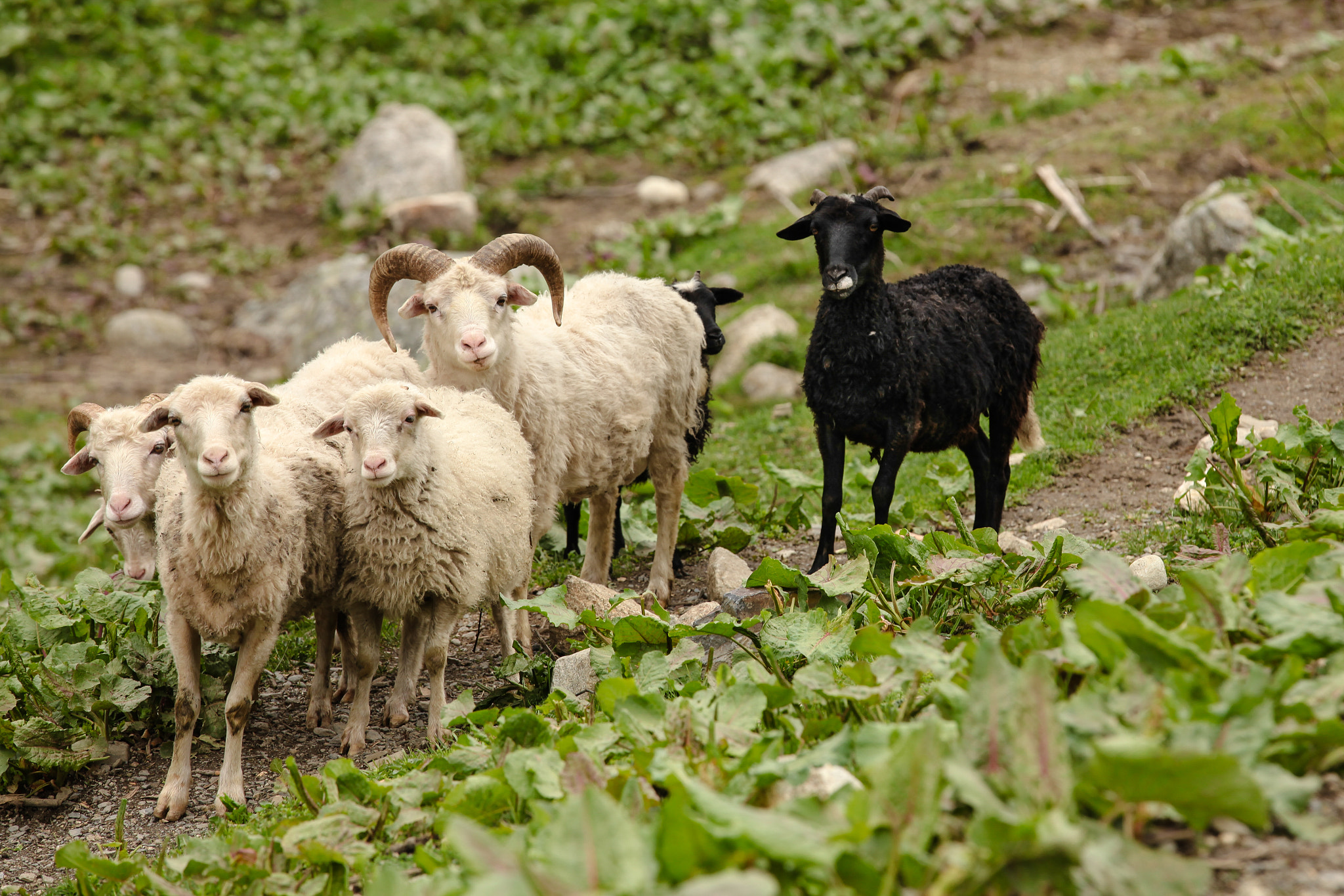 Georgian sheep
