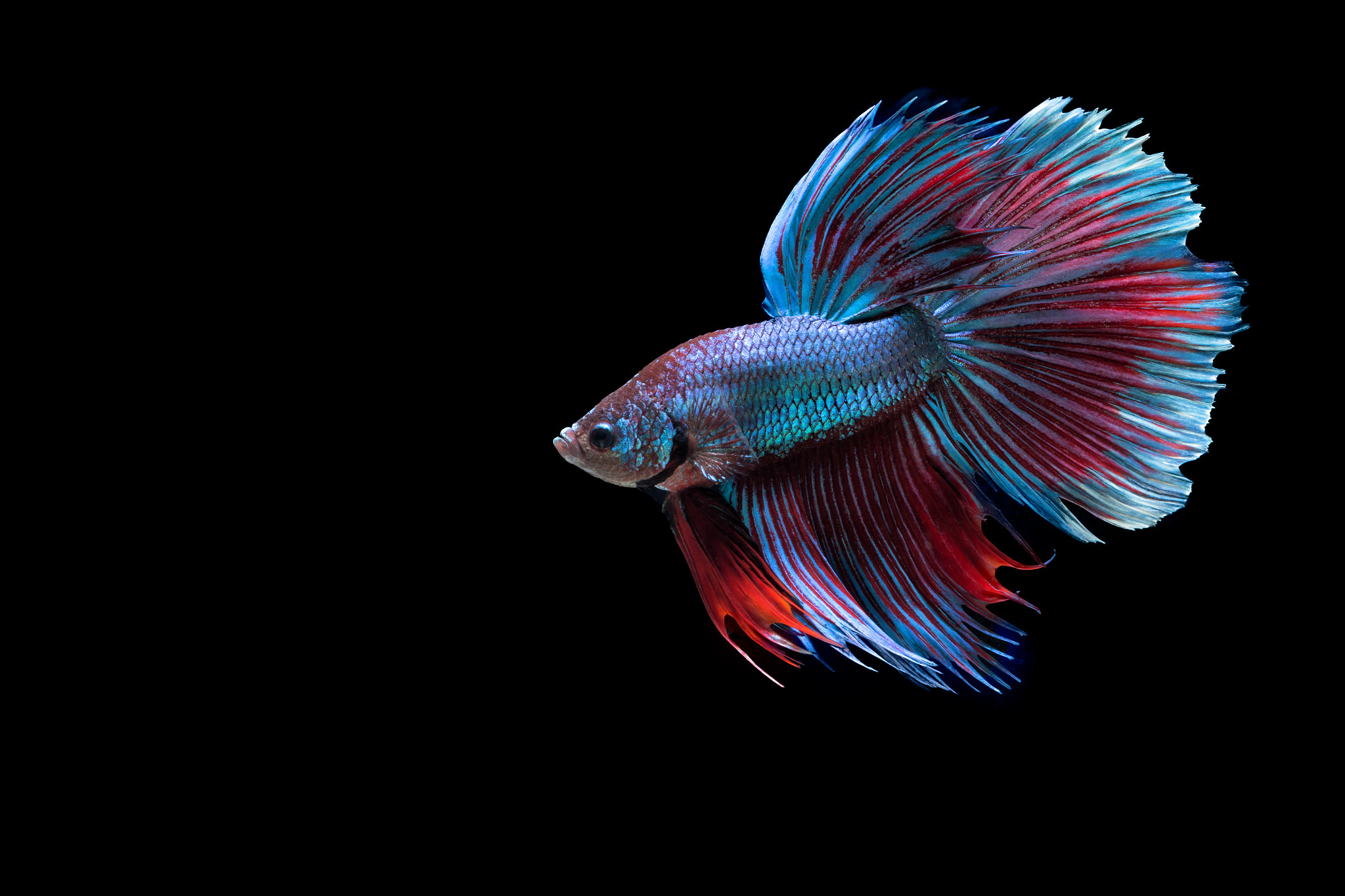 Fancy Half Moon Siamese Fighting Fish by Jaturapat Pattanacheewin