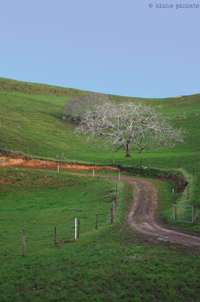 The Road And The Tree