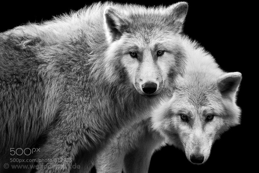 6 white wolves