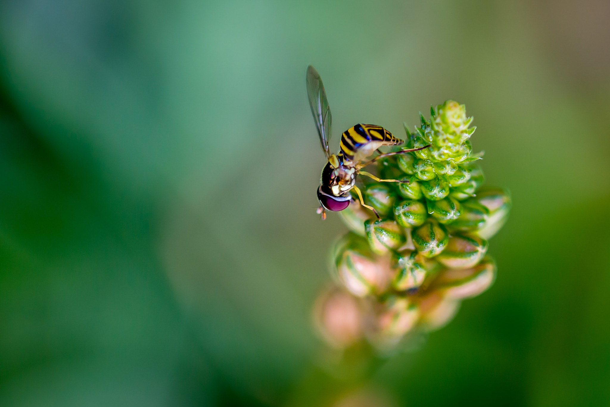 Colorful bee