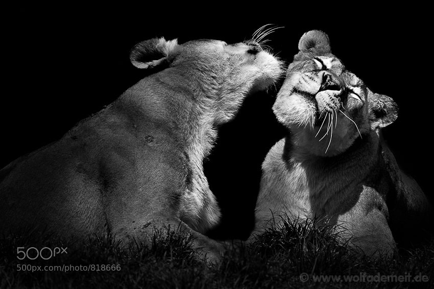 33 two lionesses