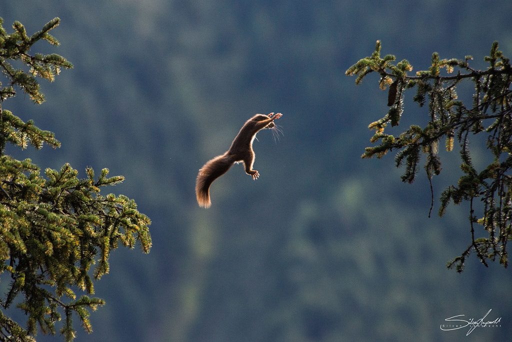 squirrel by Silvan Lamprecht on 500px.com