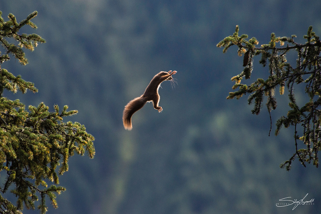 squirrel by Silvan Lamprecht on 500px.com