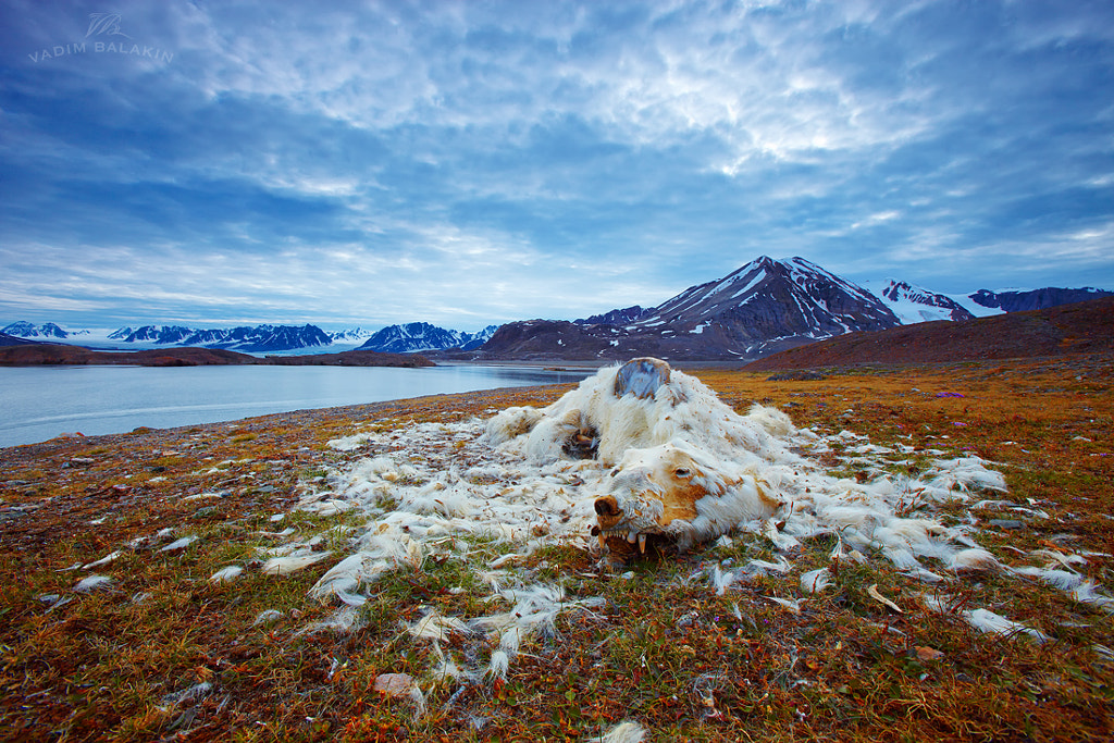 Life & Death by Vadim Balakin on 500px.com