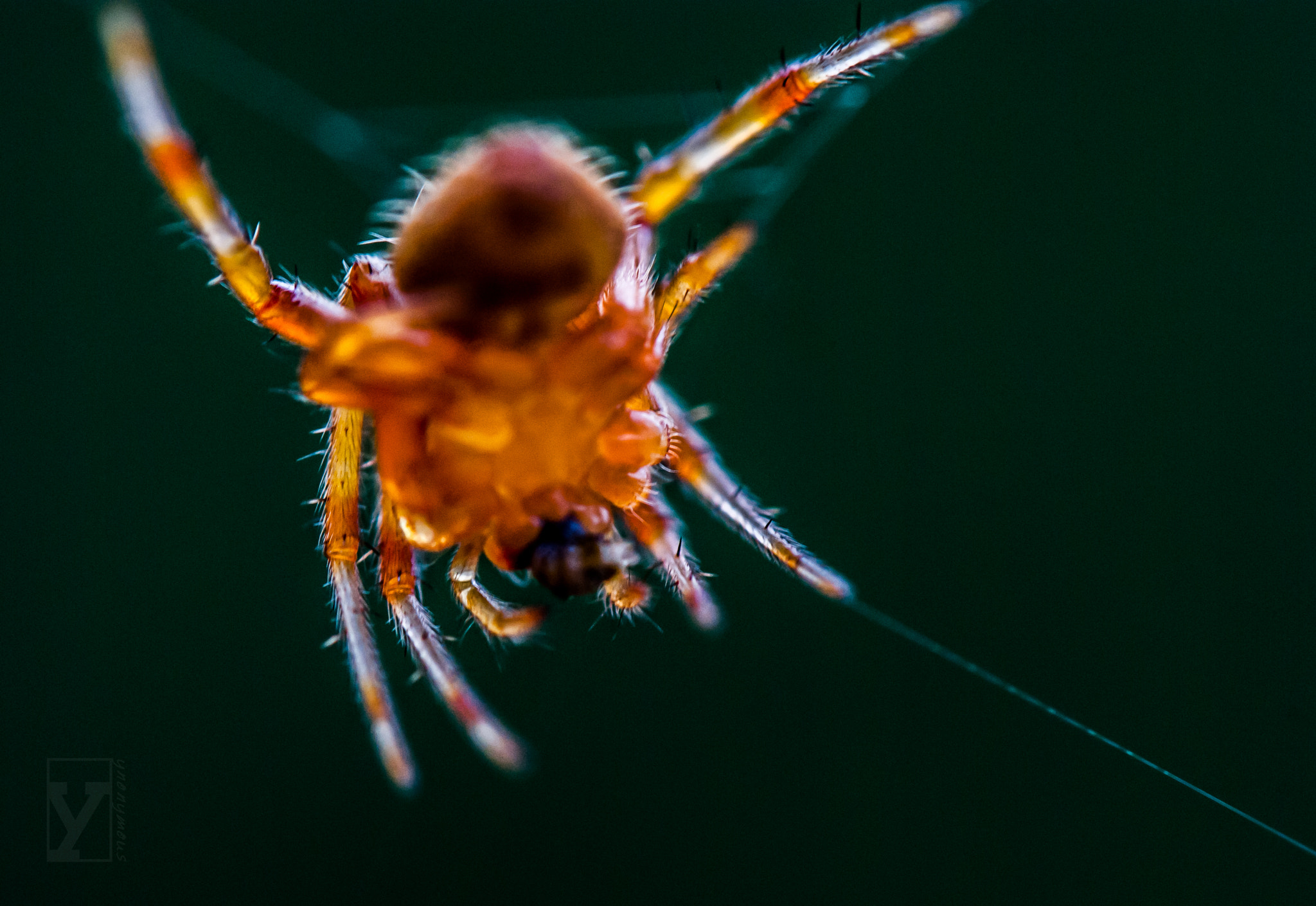 Spider Underside