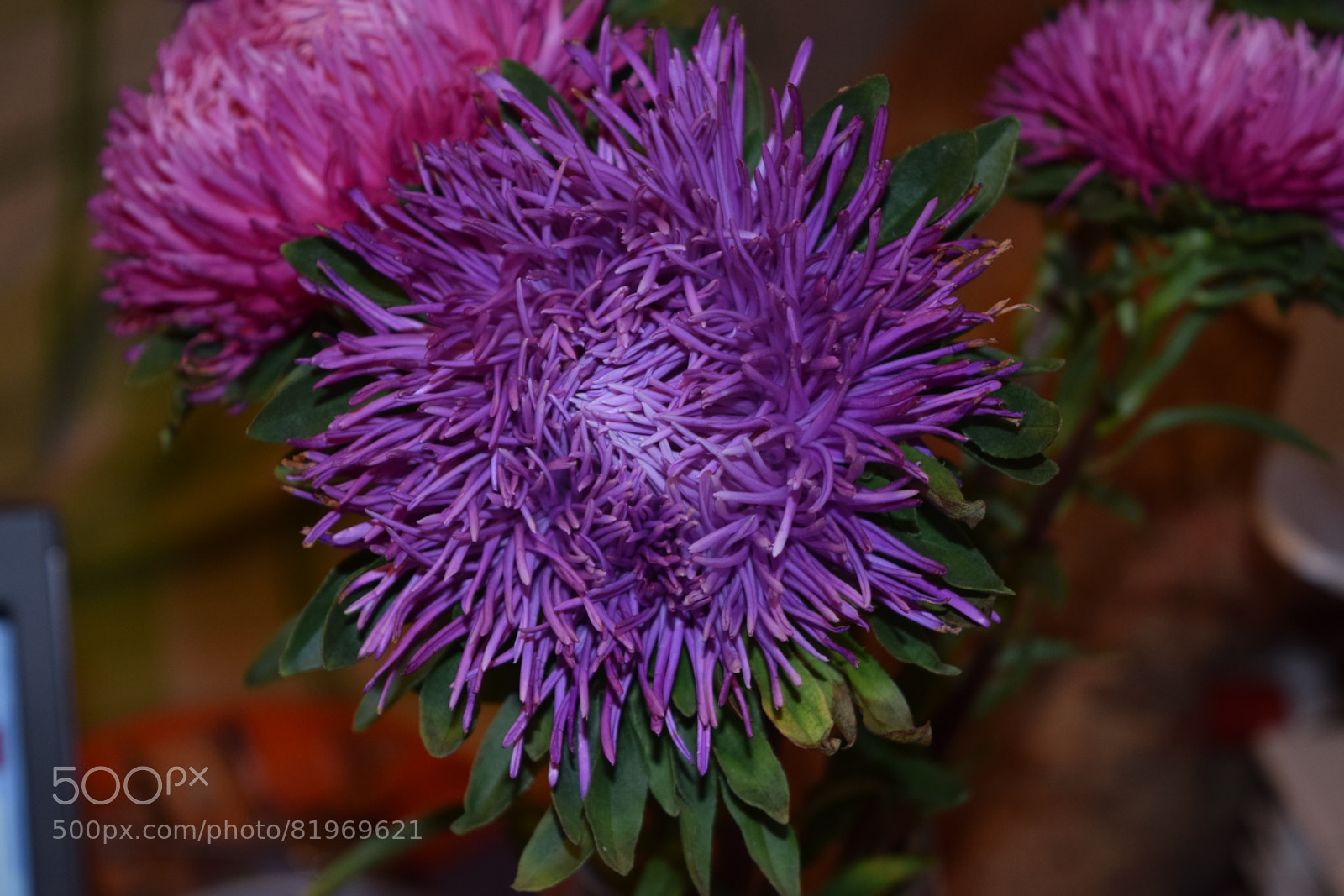 Nikon D3300 sample photo. Aster photography