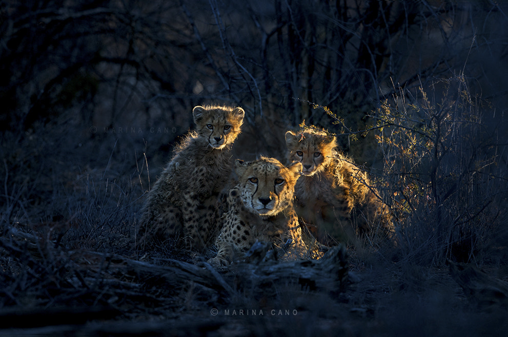 Jacomina & cubs by Marina Cano on 500px.com