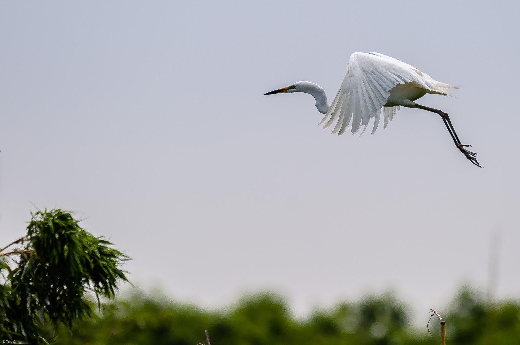 Nikon AF-S Nikkor 400mm F2.8G ED VR II sample photo. Sagi photography