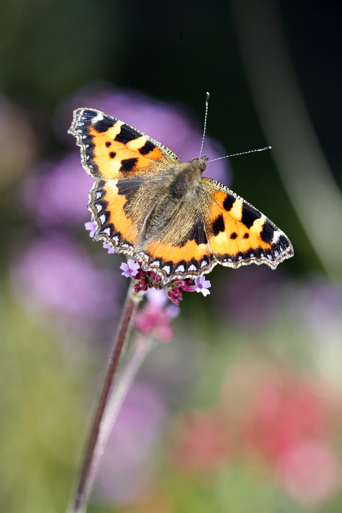 Tortoiseshell by Brian Haslam on 500px.com