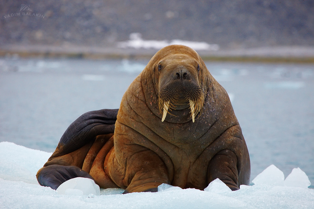 what do Walrus look like Sea lion Vs Walrus | What’s the Difference Between Sea lions and Walrus