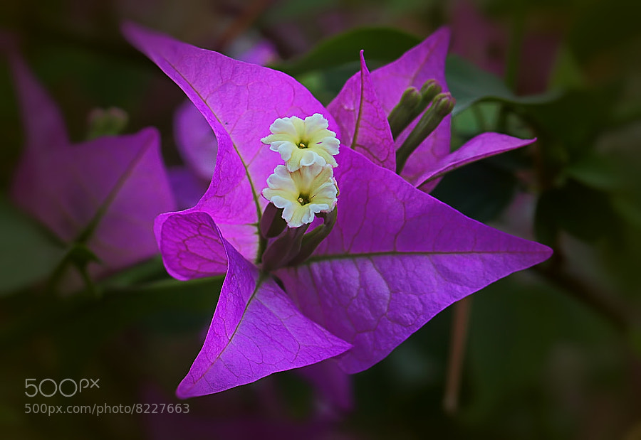 Photograph Bougainville by Wim Bolsens