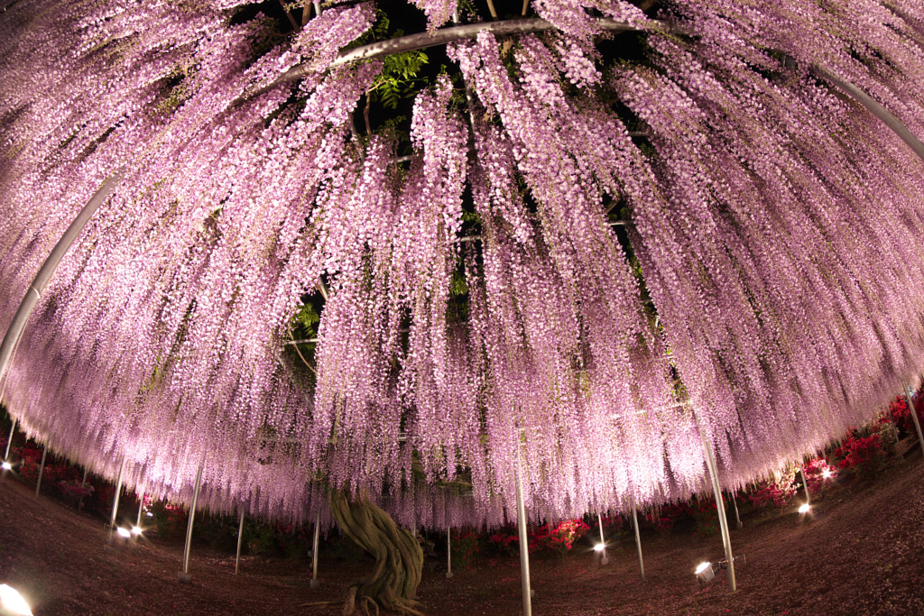 Árbol de wisteria en Japón