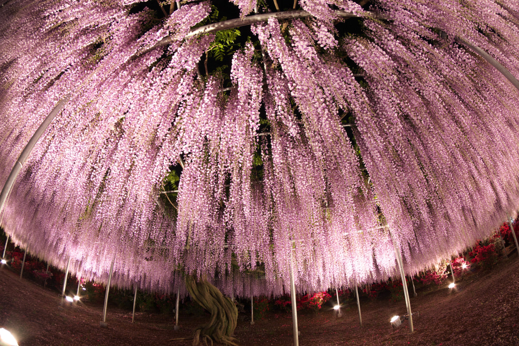 Árbol de wisteria en japón