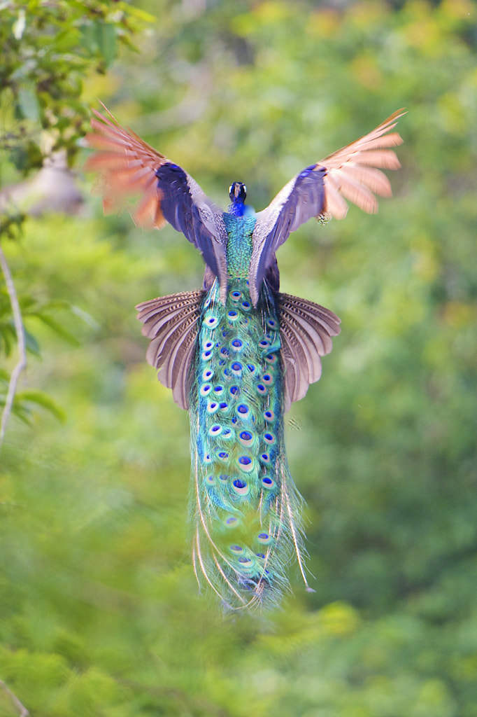 Peacock in Flight de Chandrashekar Badami sur 500px.com