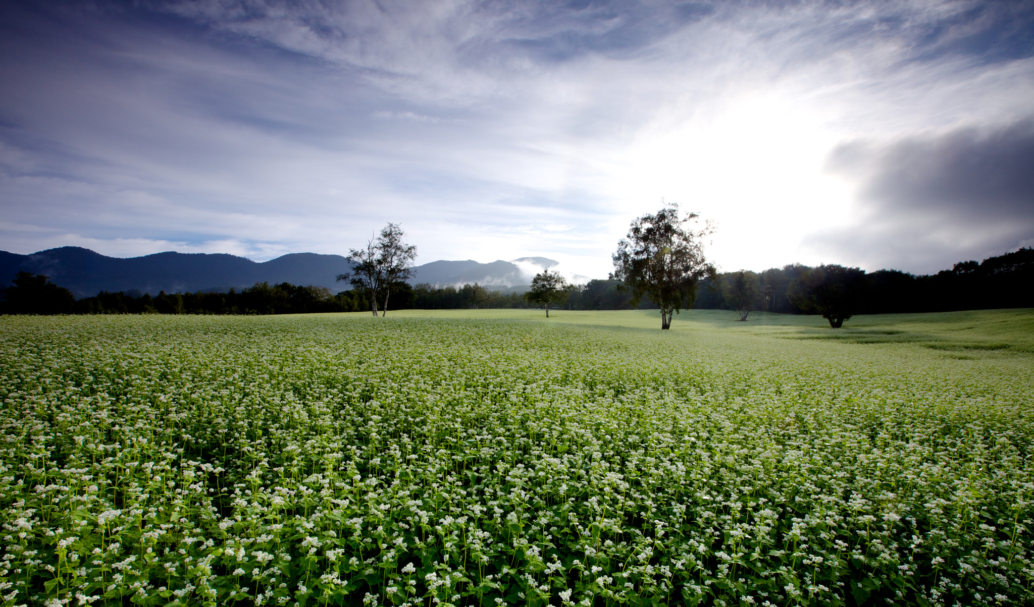 Early morning delight