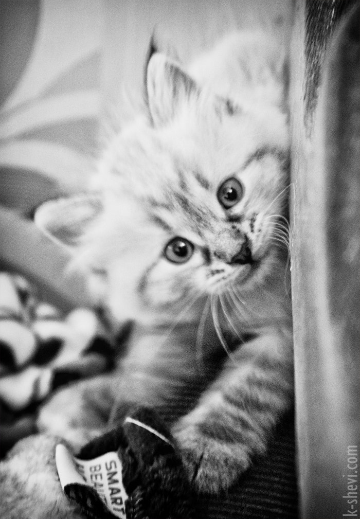 Kitten-Messi