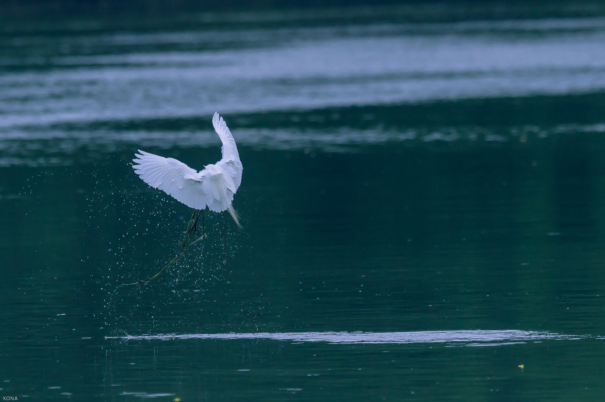 Nikon AF-S Nikkor 400mm F2.8G ED VR II sample photo. Sagi photography