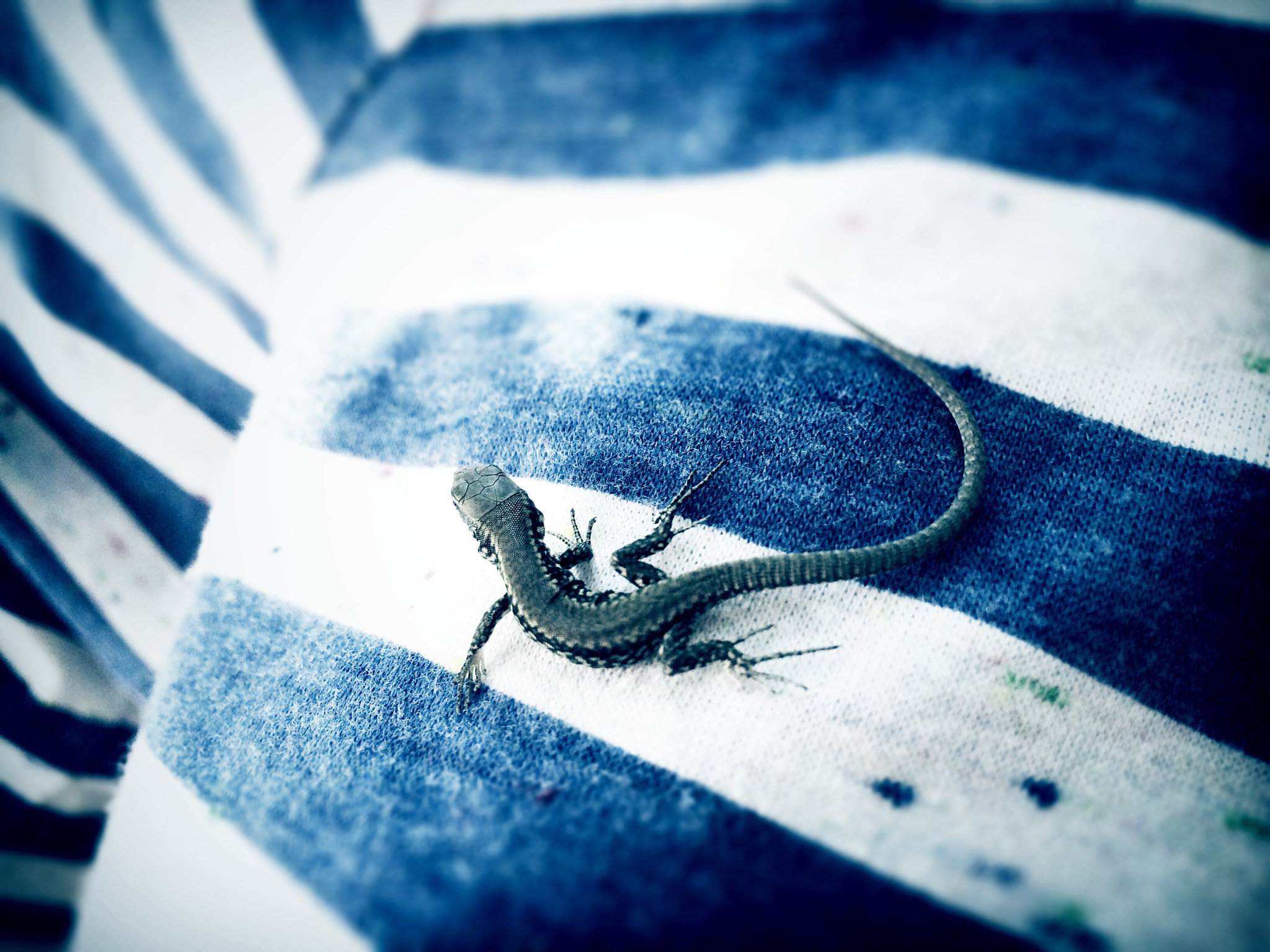 The Little Blue Lizard