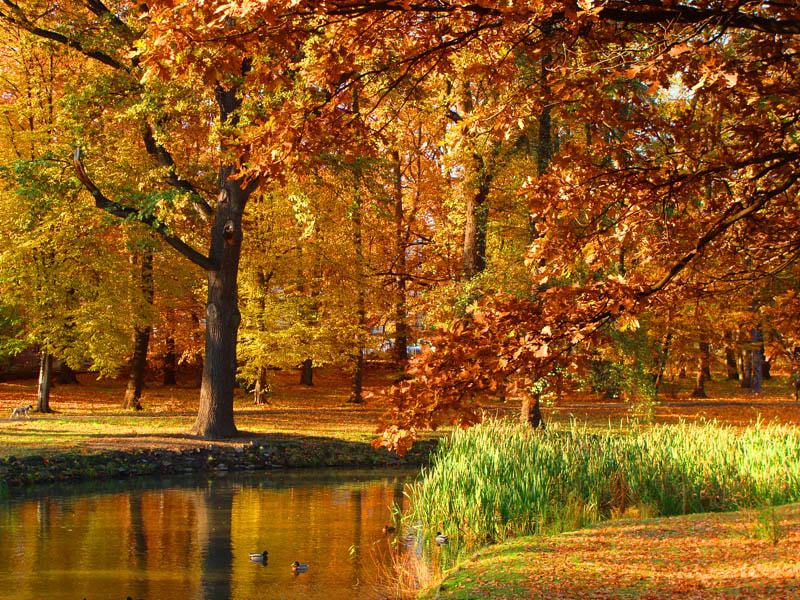 Golden Polish Autumn