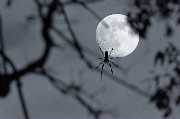 Spider Moon by Audrey Foley on 500px.com