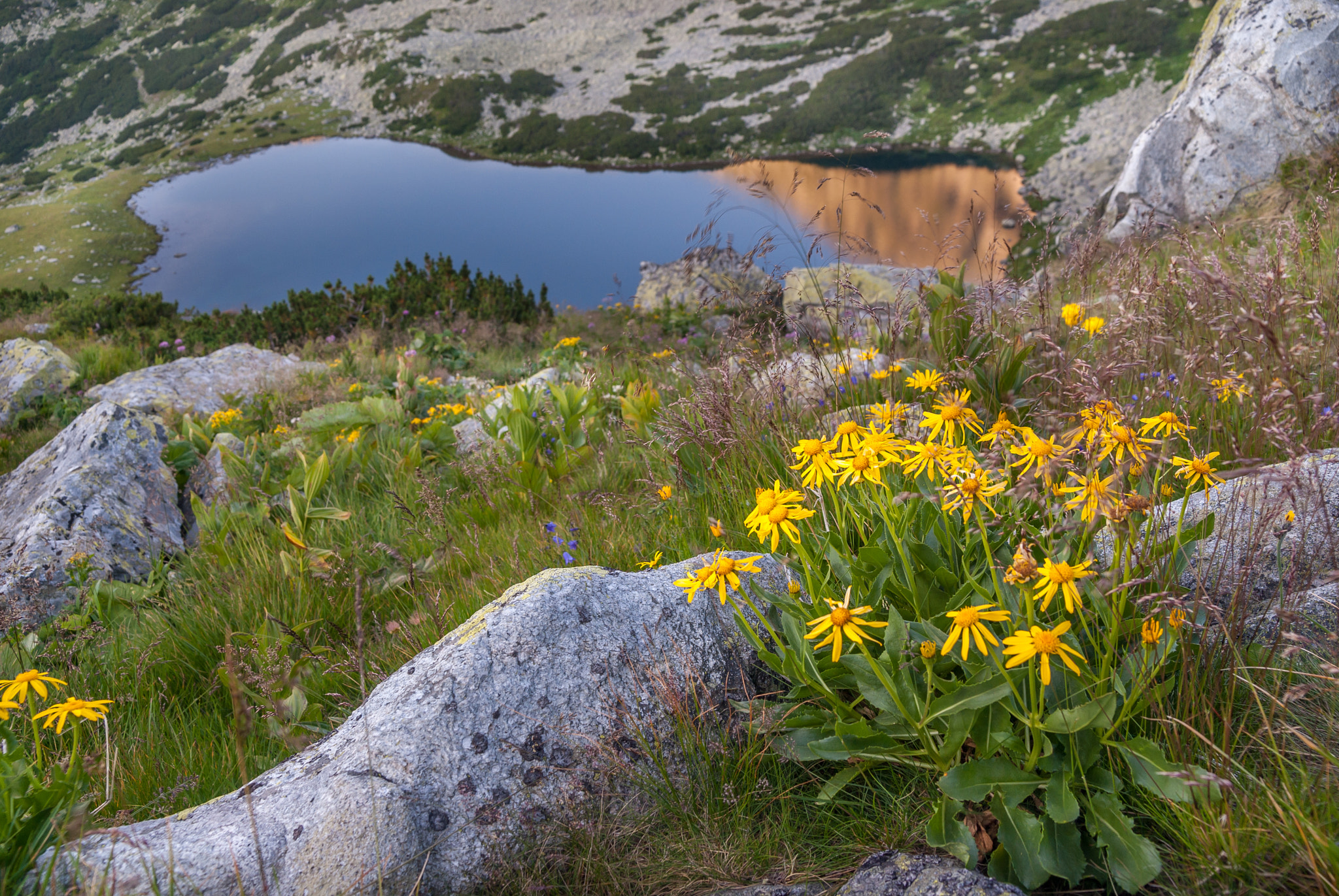 flowers at high altitude with view of glacier lake