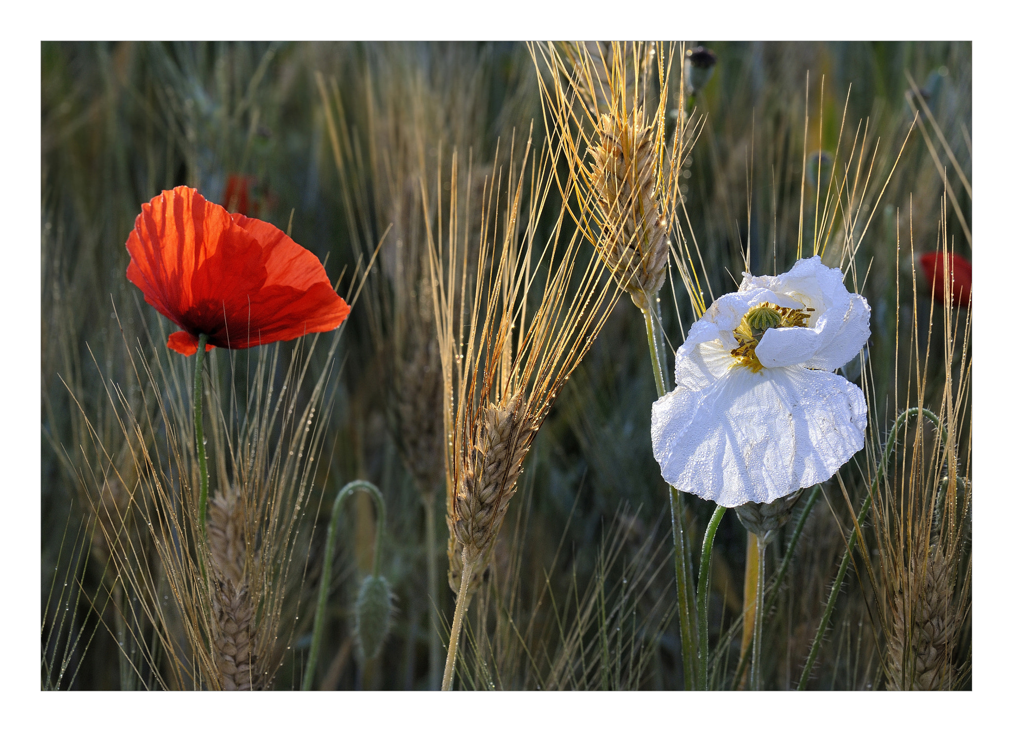 the beauty of difference by mauro maione / 500px