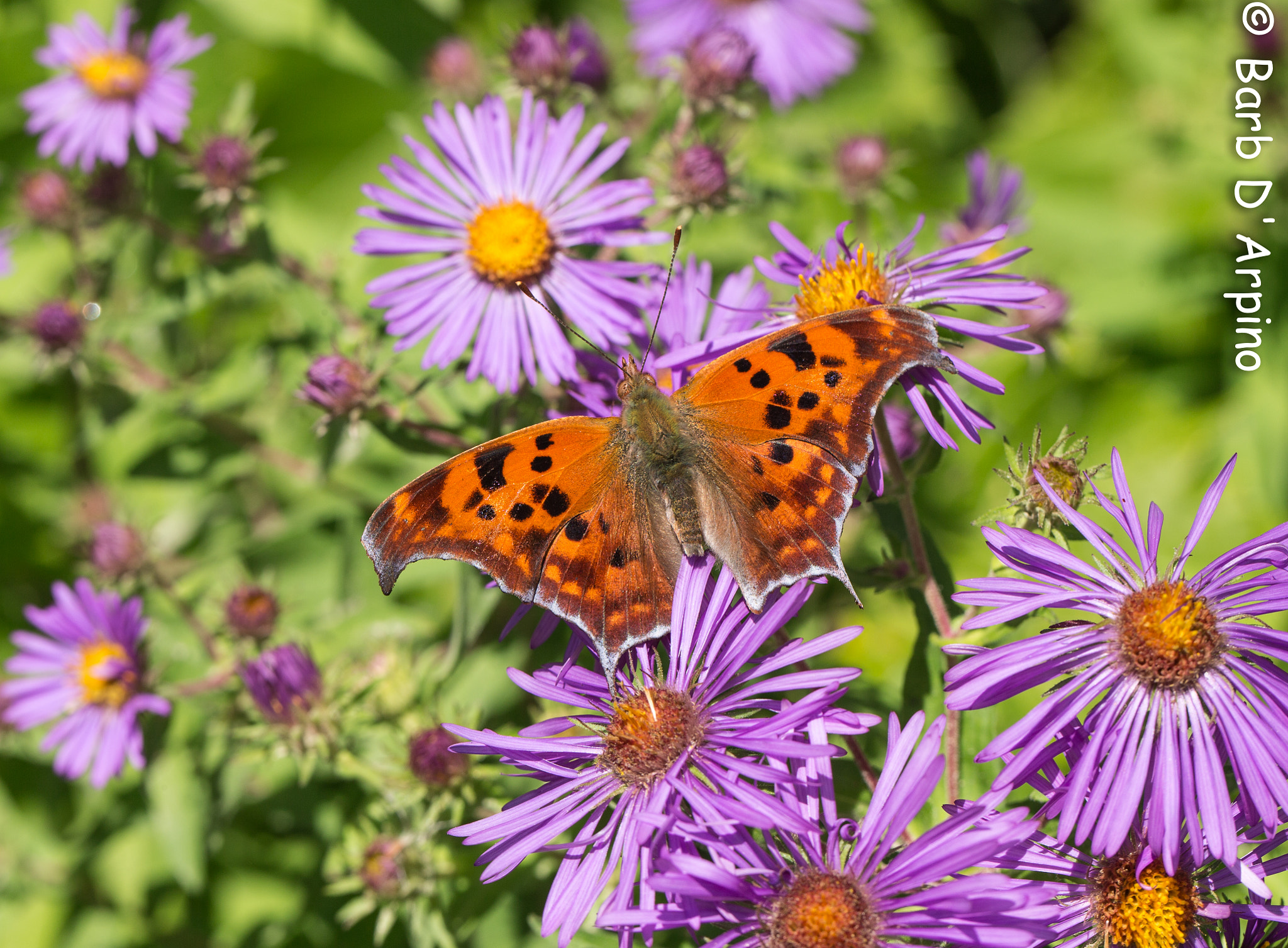 Question Mark Butterfly