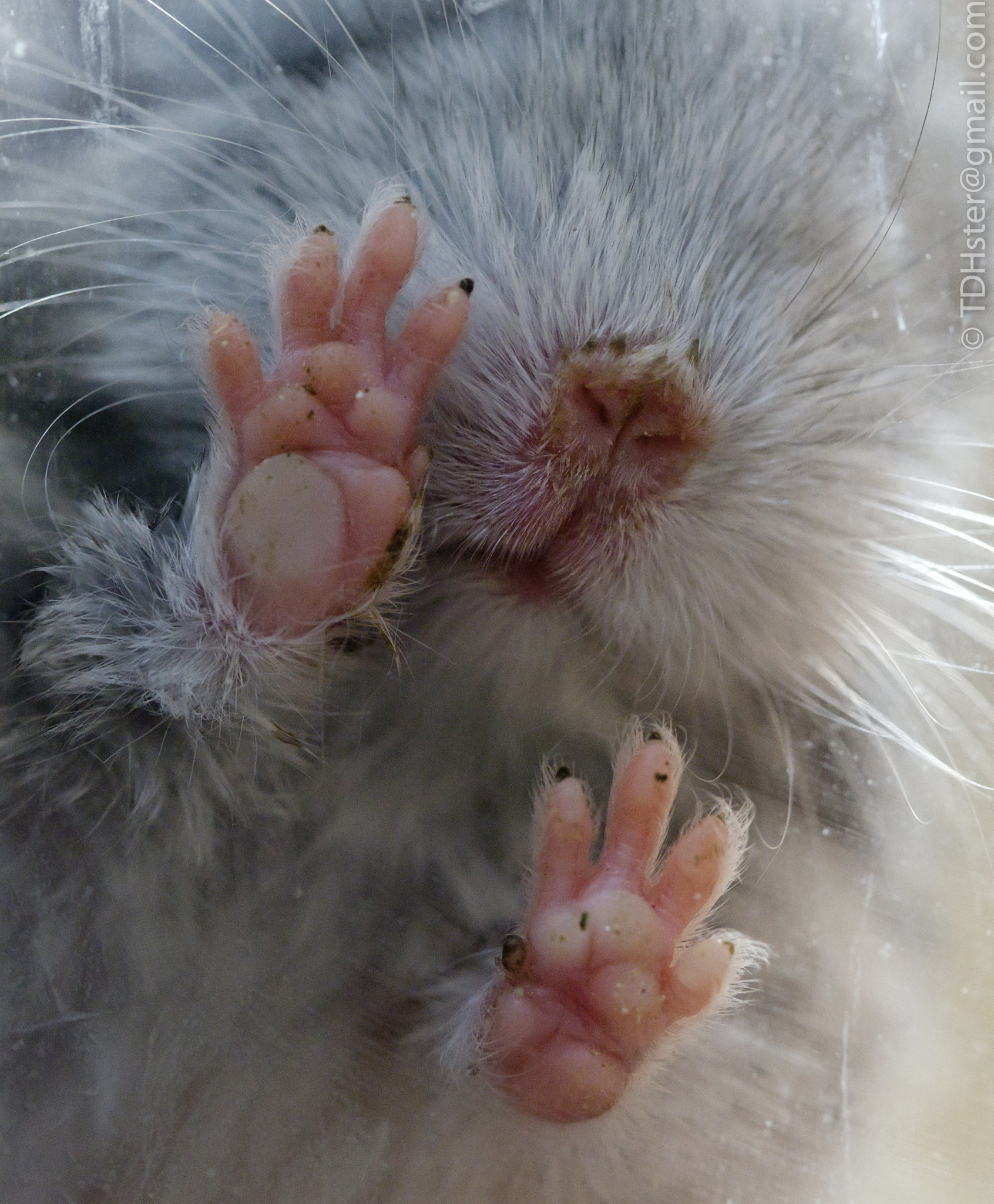 Hands of little chinchilla by Eugene Zabugin - Photo 8264208 / 500px