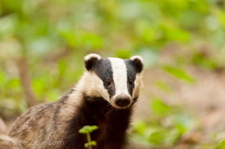 In the firing line – badger cull trial resumed last night