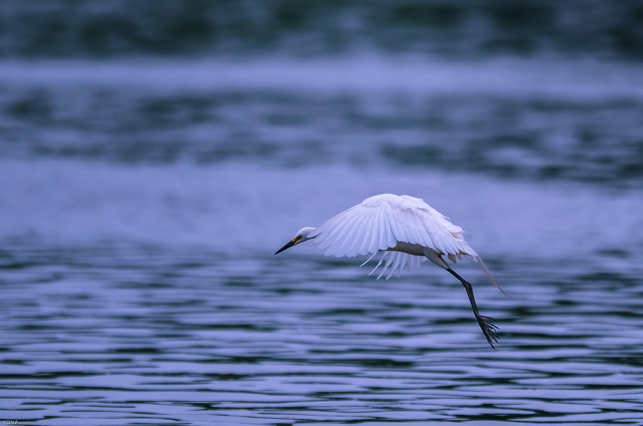 Nikon AF-S Nikkor 400mm F2.8G ED VR II sample photo. Sagi photography