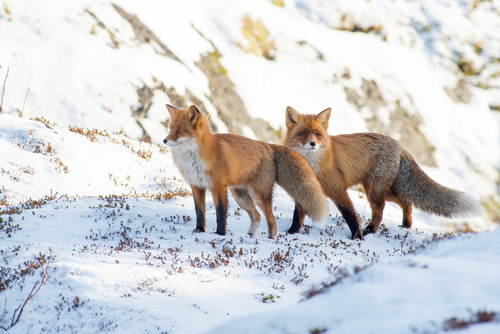 10 Interesting Facts About Red Foxes | Red Fox | Diet, Behavior, and Adaptationsm