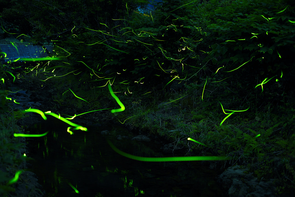 Dance of Fireflies by Junya Hasegawa on 500px.com