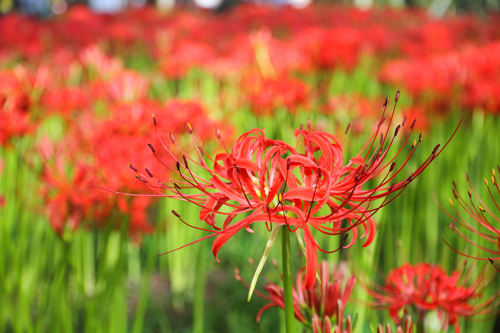 Cluster amaryllis