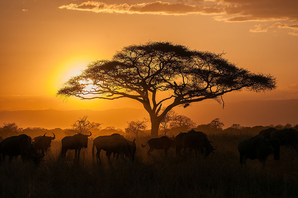 tanzania sunset by Mario Kern on 500px.com