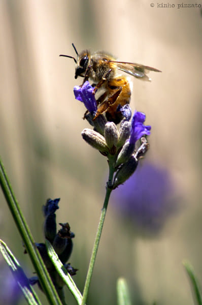 Lavender Bee