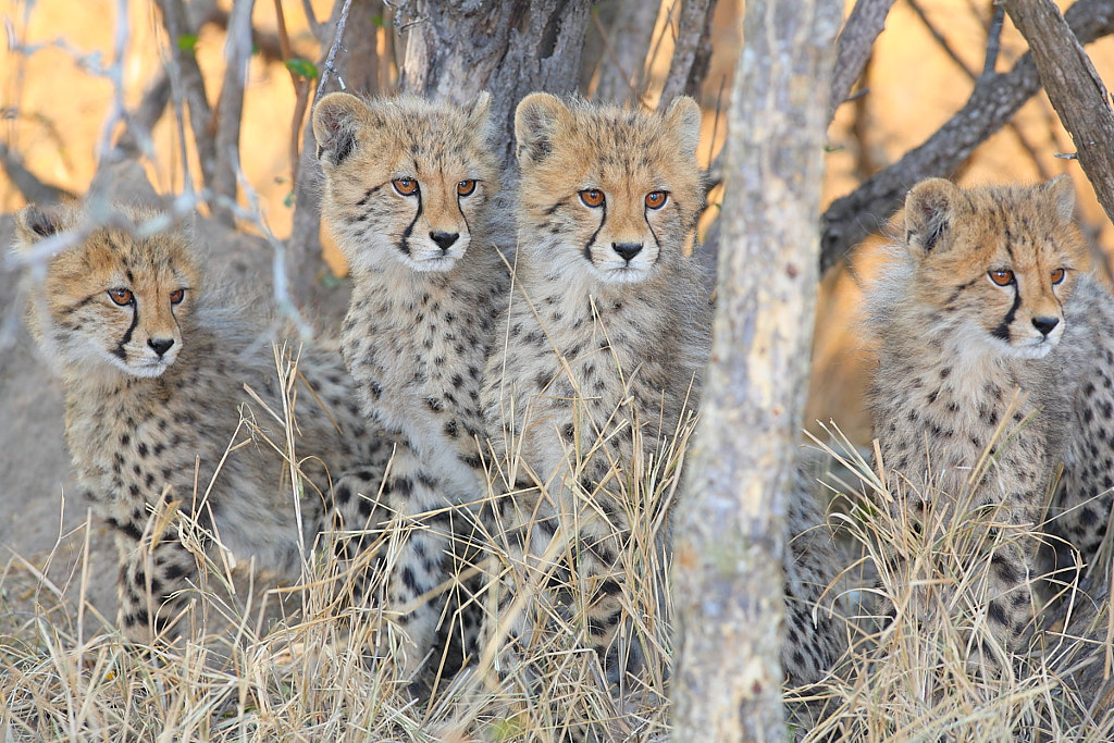 4 Cheetah cubs by Ryan Jack on 500px.com