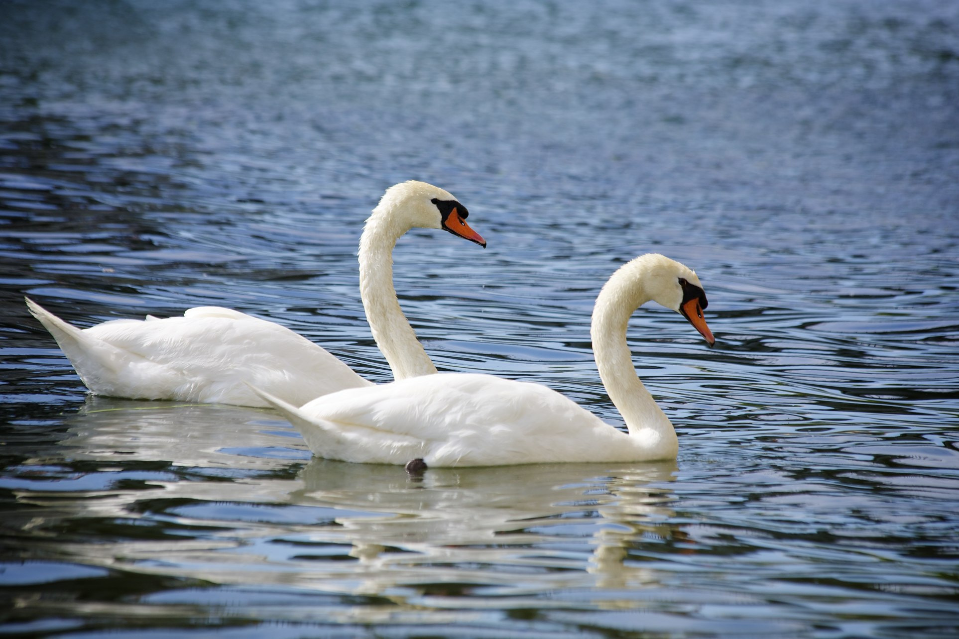 Cisnes en el Sena