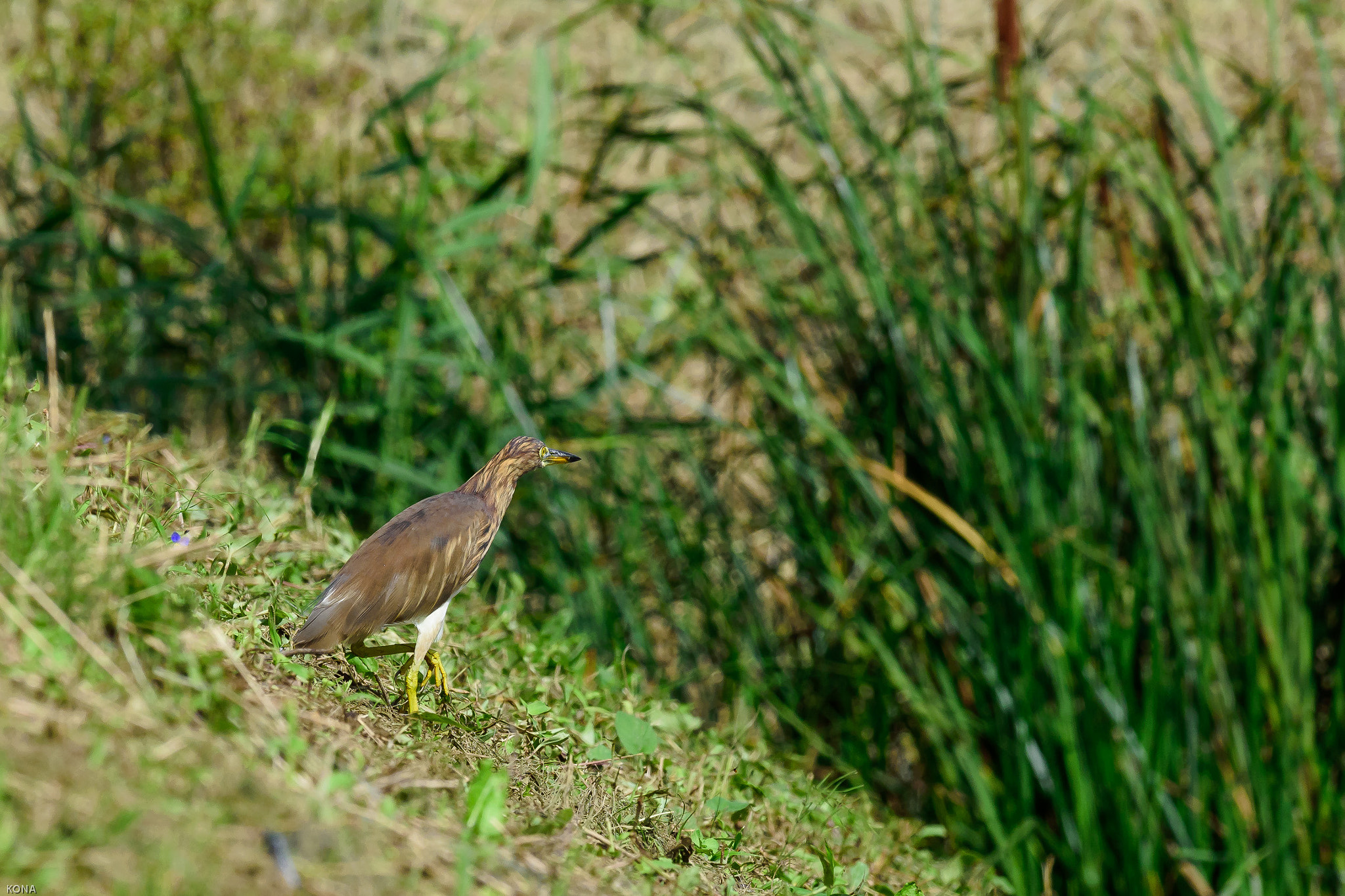 Nikon AF-S Nikkor 400mm F2.8G ED VR II sample photo. Akagasira photography