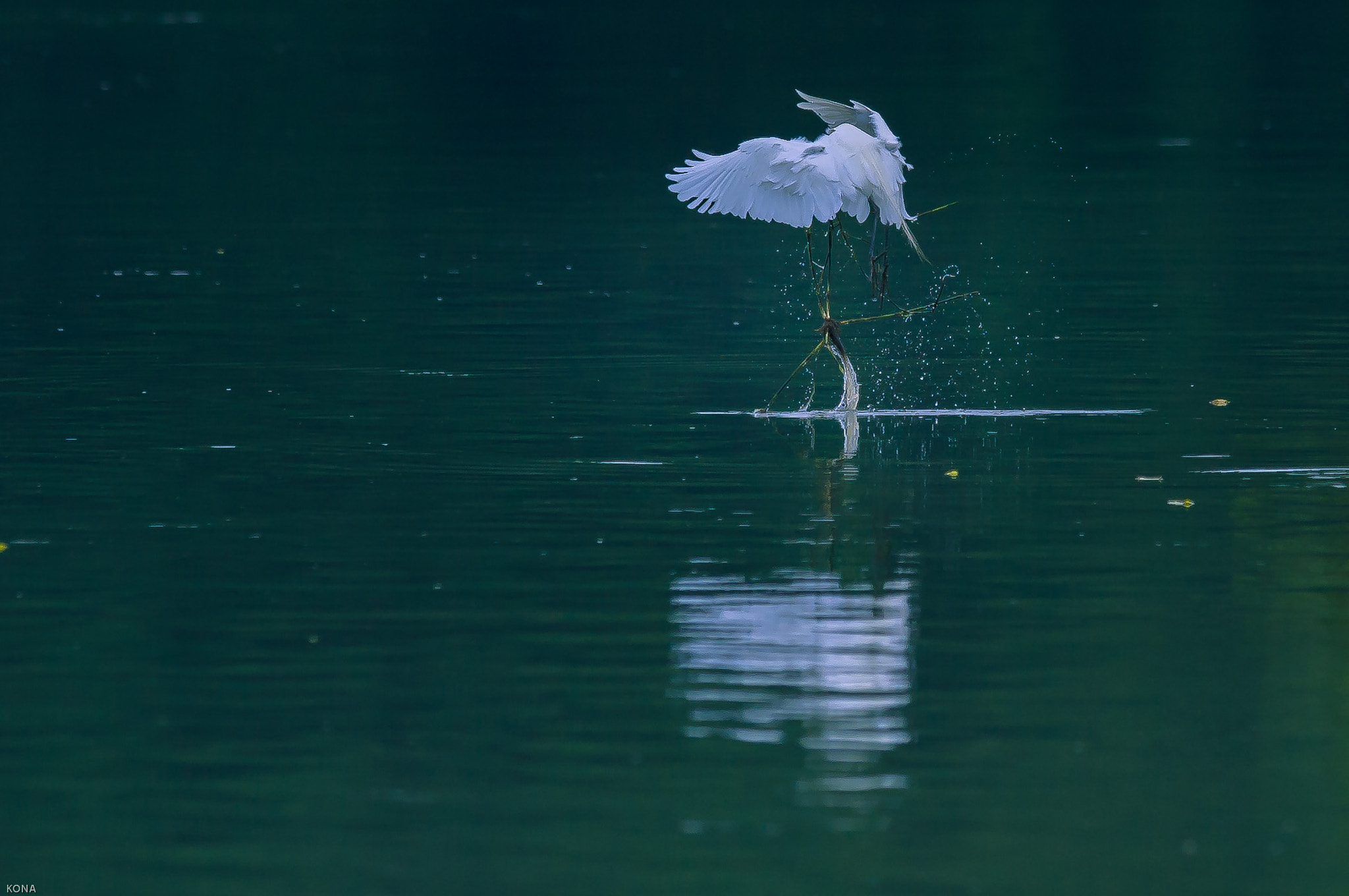 Nikon AF-S Nikkor 400mm F2.8G ED VR II sample photo. Sagi photography