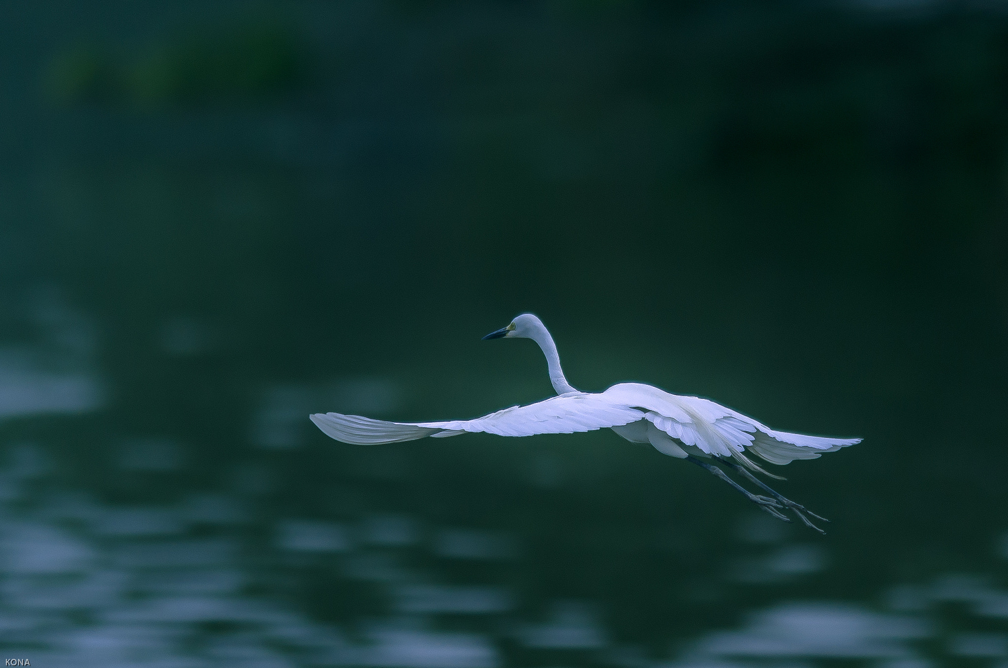 Nikon AF-S Nikkor 400mm F2.8G ED VR II sample photo. Sagi photography
