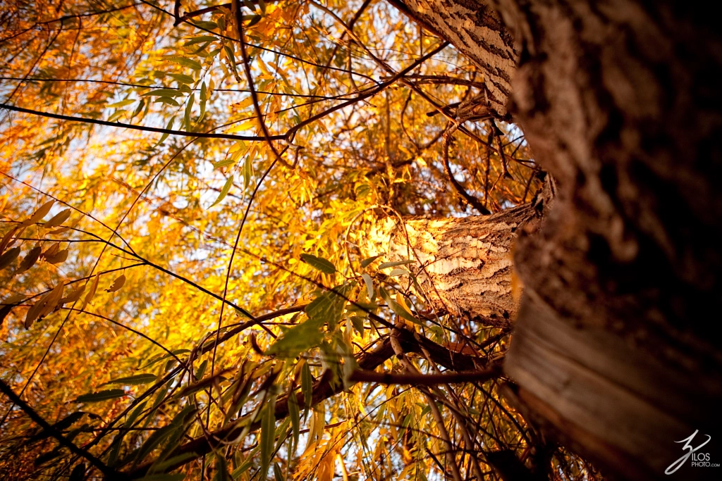 Autumn Leaves by Boris Soliz on 500px.com
