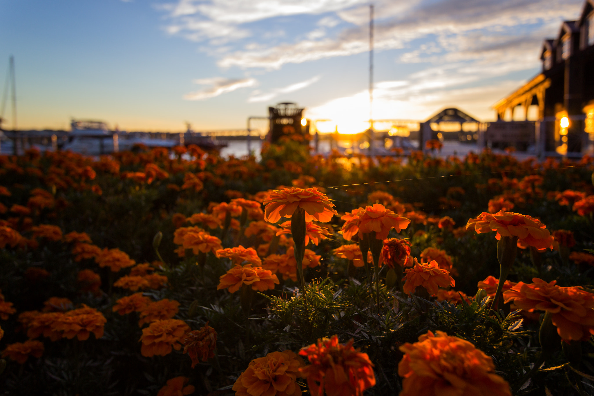 Old Town Alexandria Flowers