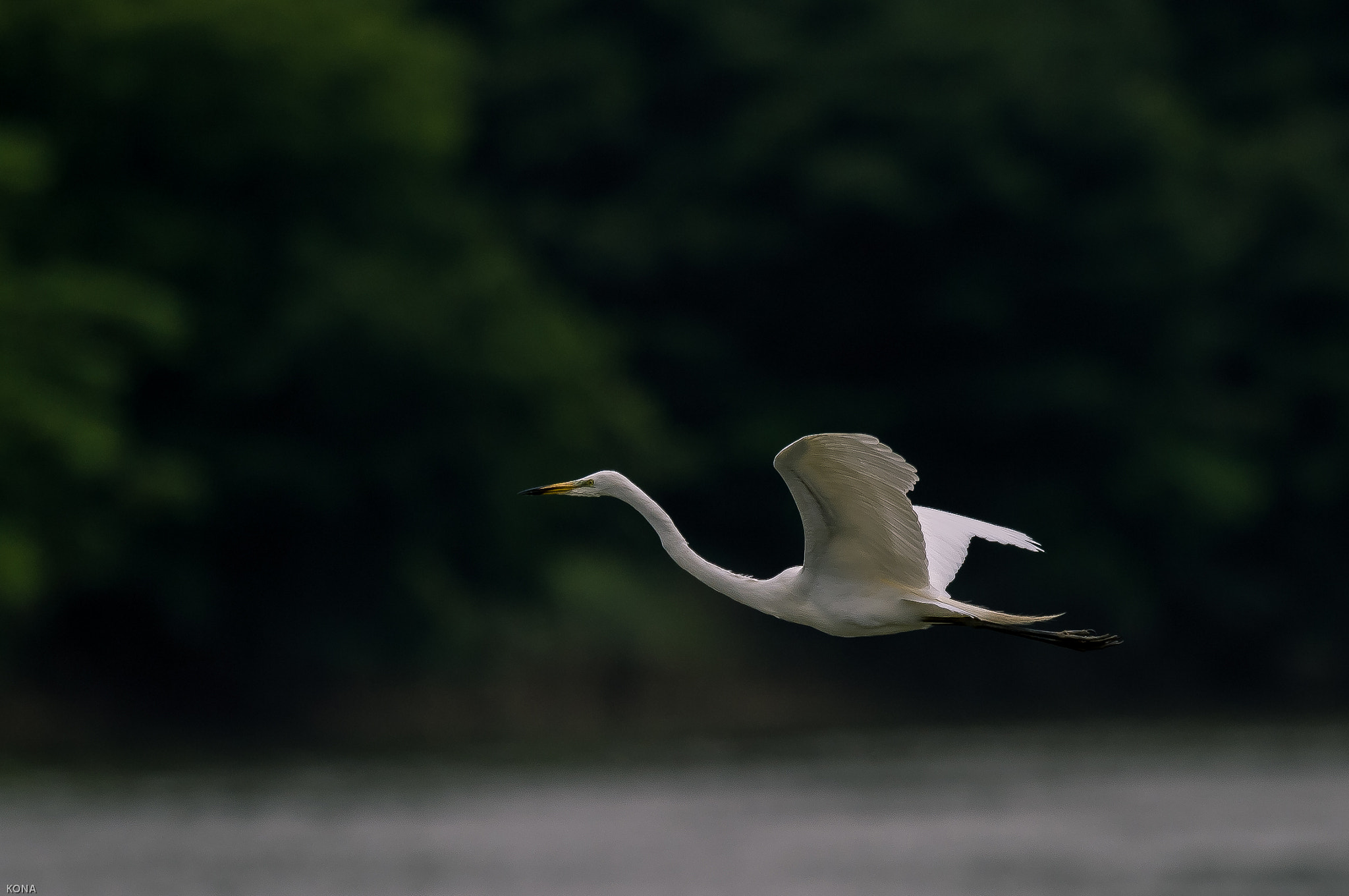 Nikon AF-S Nikkor 400mm F2.8G ED VR II sample photo