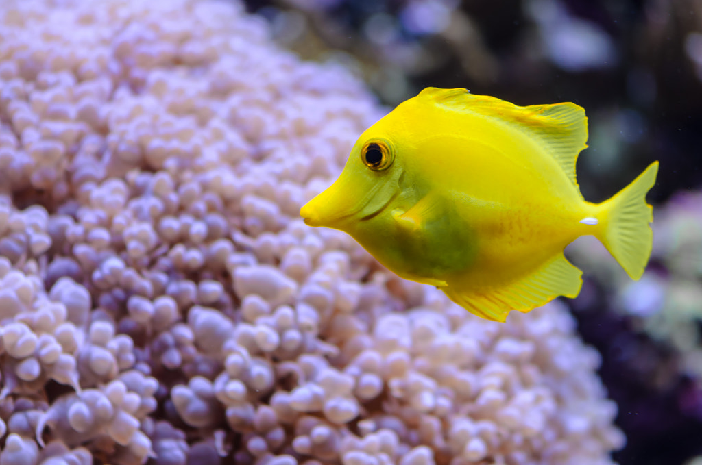 Yellow Tang, Finding Nemo Characters in real life: Bubbles – Yellow tang