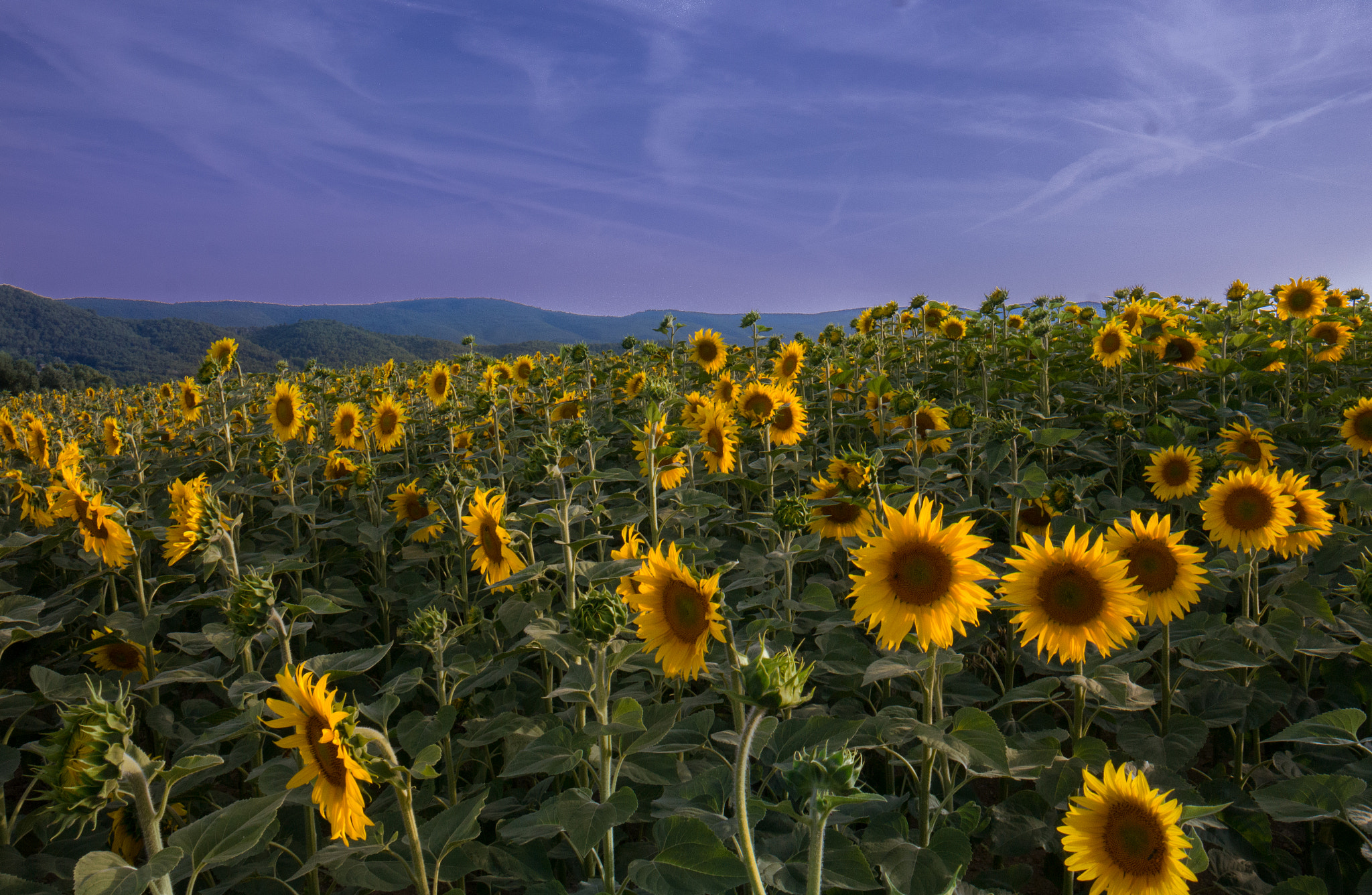 Sonnenblumen
