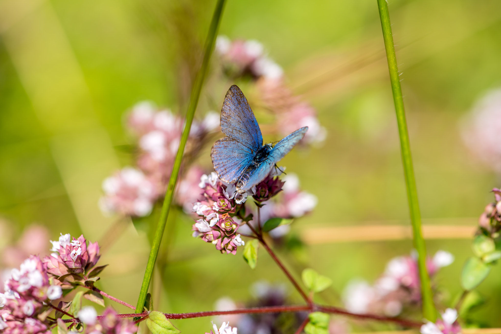 Plebejus Argus...