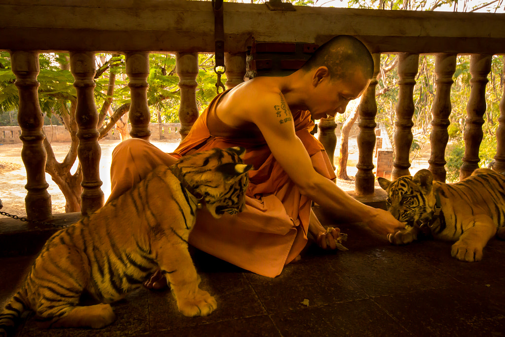 Buddhist Monk feeding Tiger Cubs by Captured Raw on 500px.com
