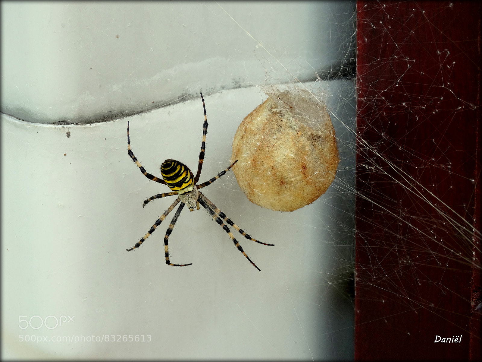 Sony Cyber-shot DSC-HX300 sample photo. Tijgerspin of wespspin ... .. . photography