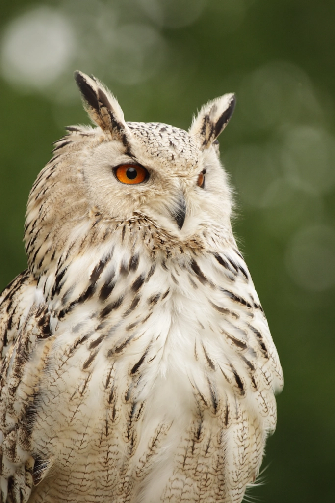 Eagle Owl (Bubo bubo) by Dirk-R on 500px